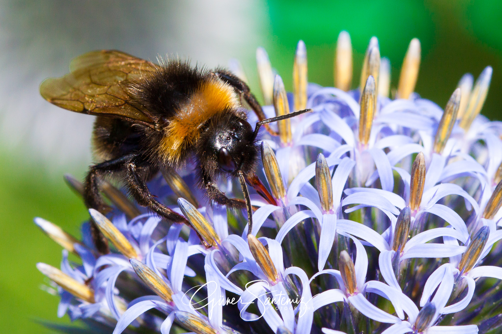 Botanischer Garten Erlangen