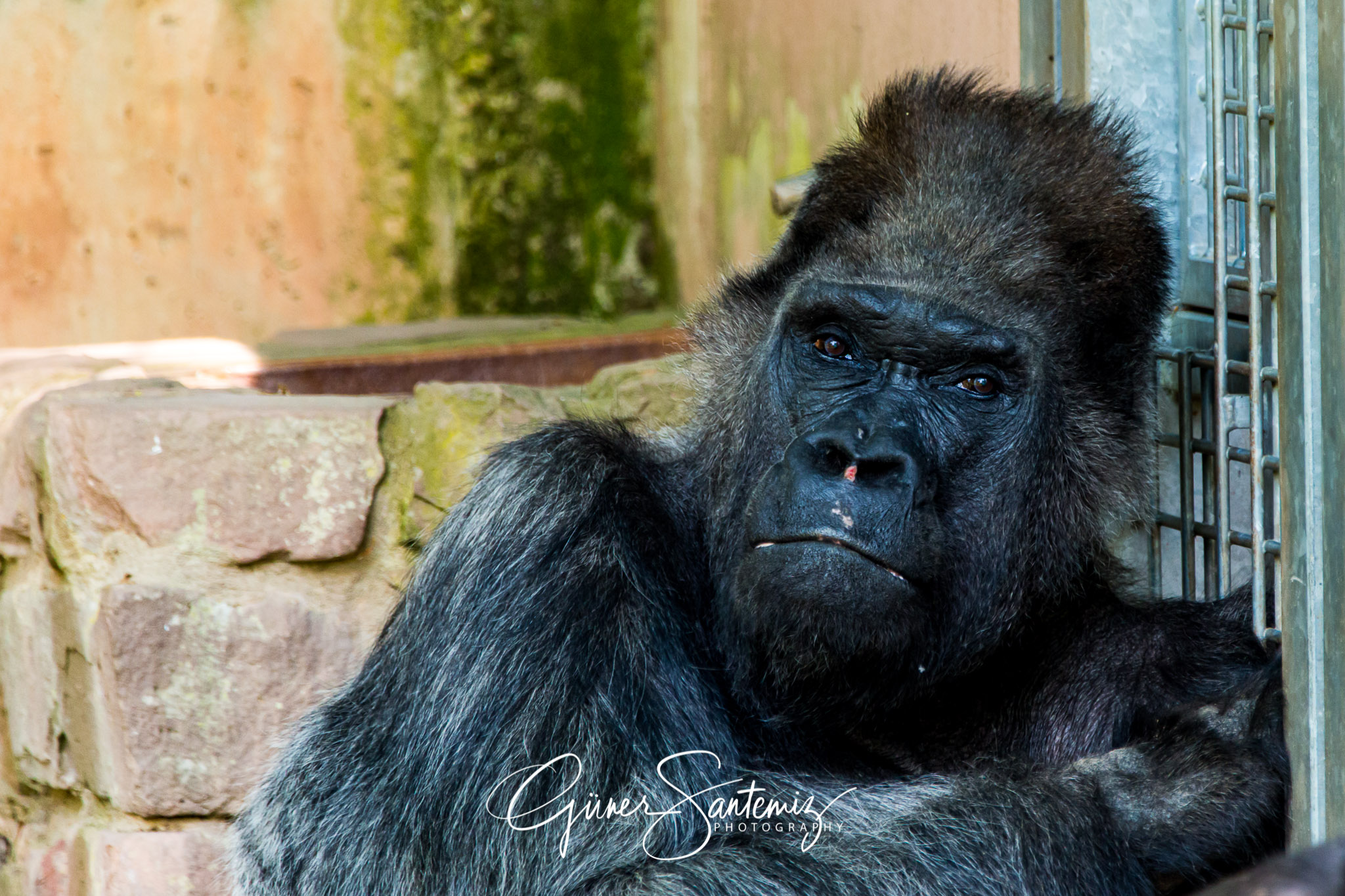 nachdenklicher Gorilla