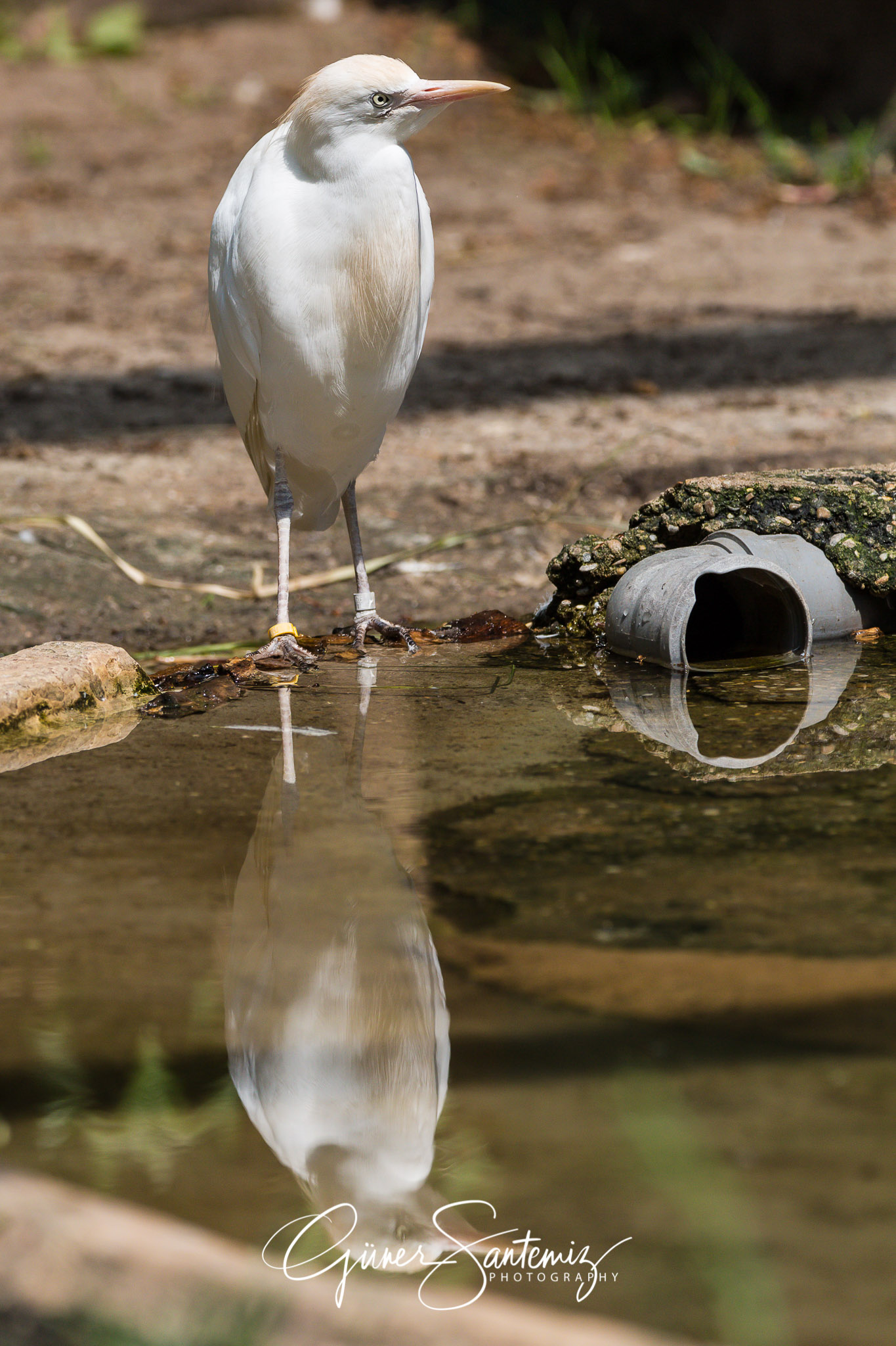Tiergarten Nürnberg