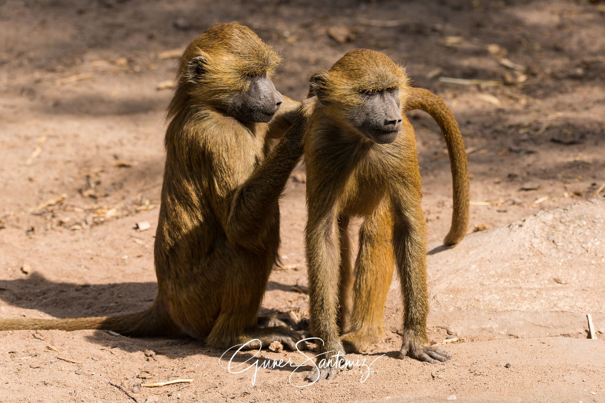 Paviane im Tiergarten Nürnberg