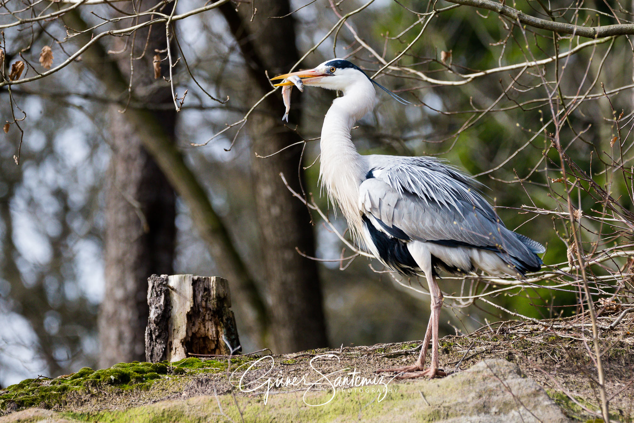 Graureiher im Tiergarten Nürnberg