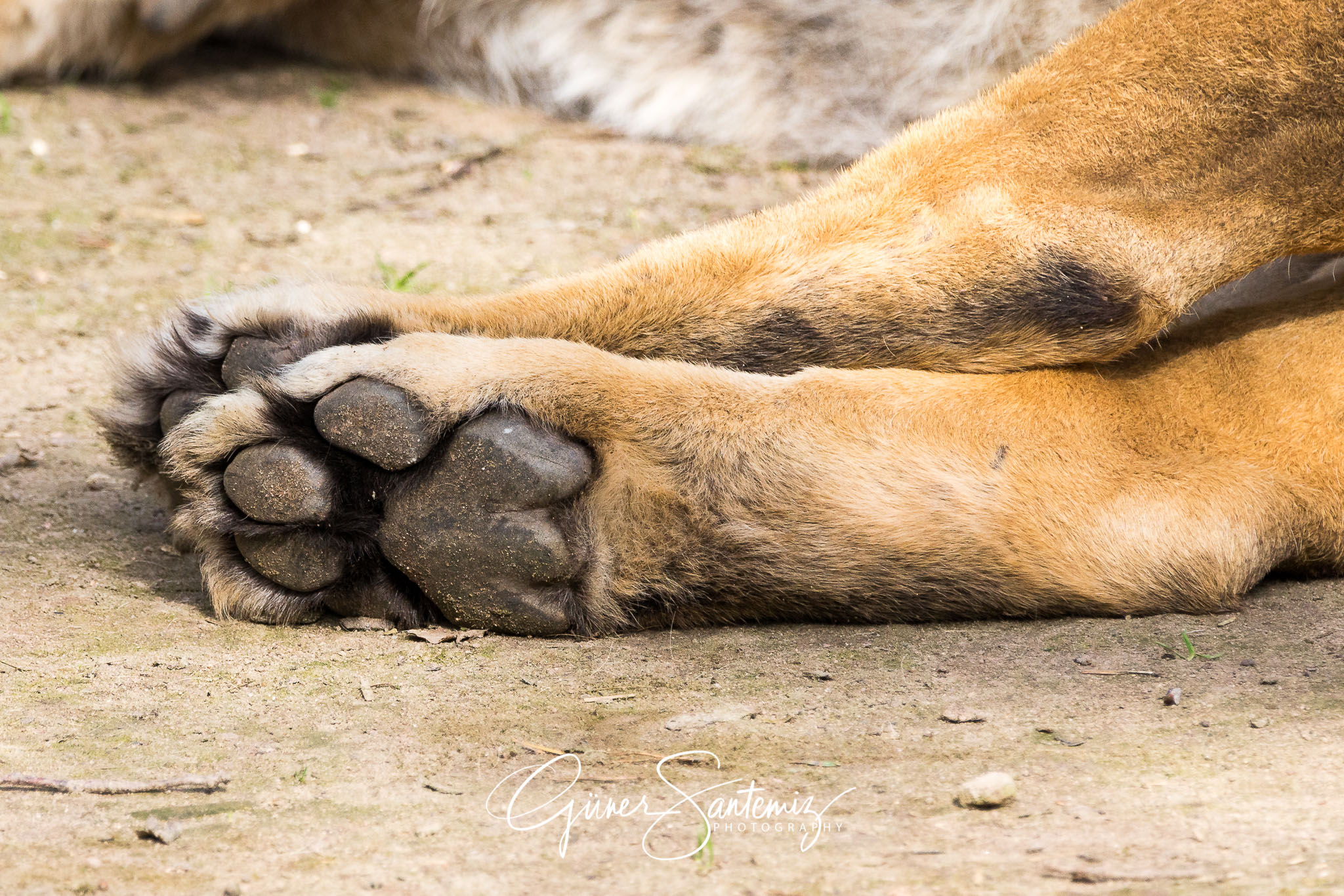 Löwe im Tiergarten Nürnberg