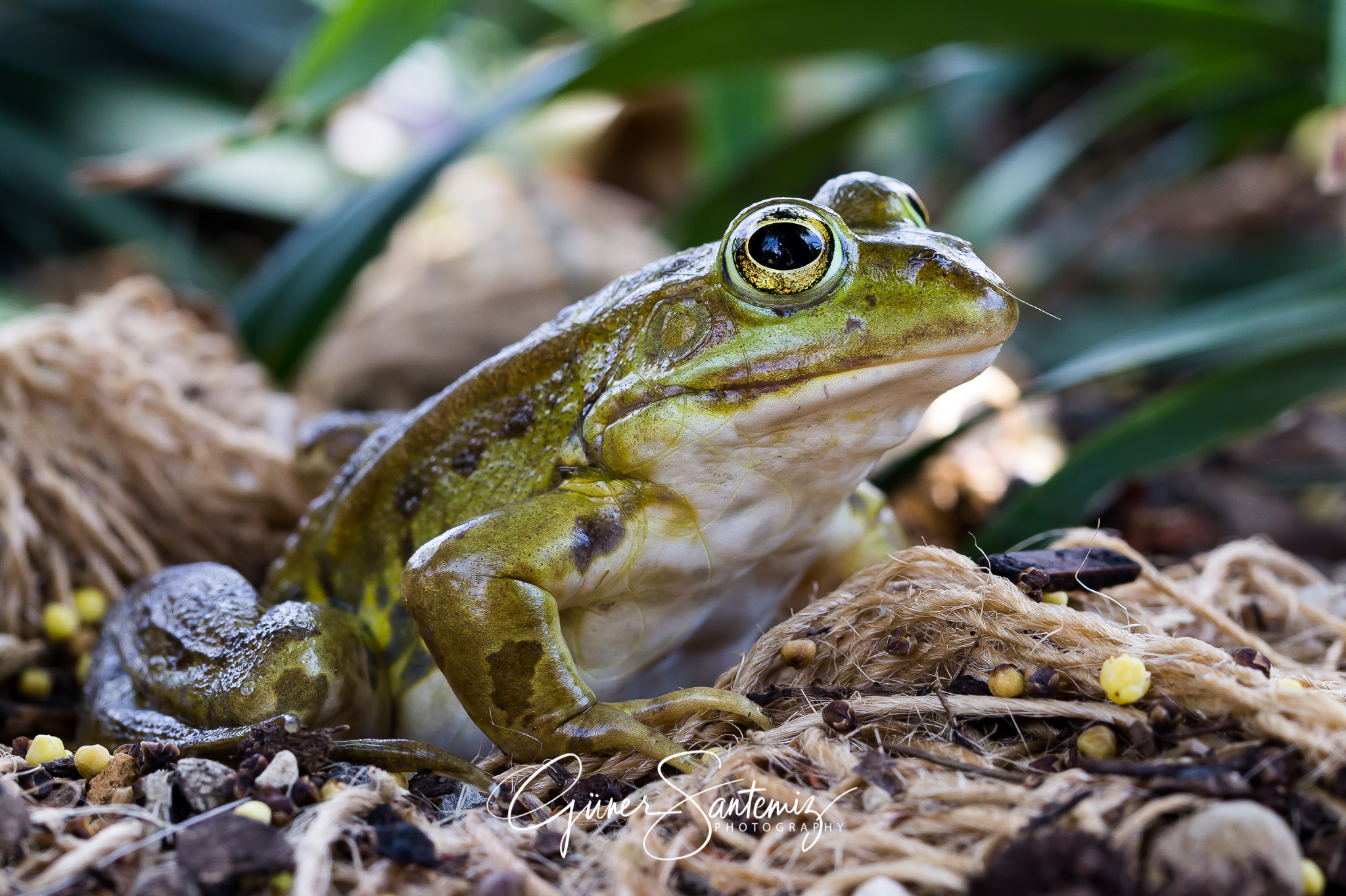 Frosch im Botanischen Garten Erlangen