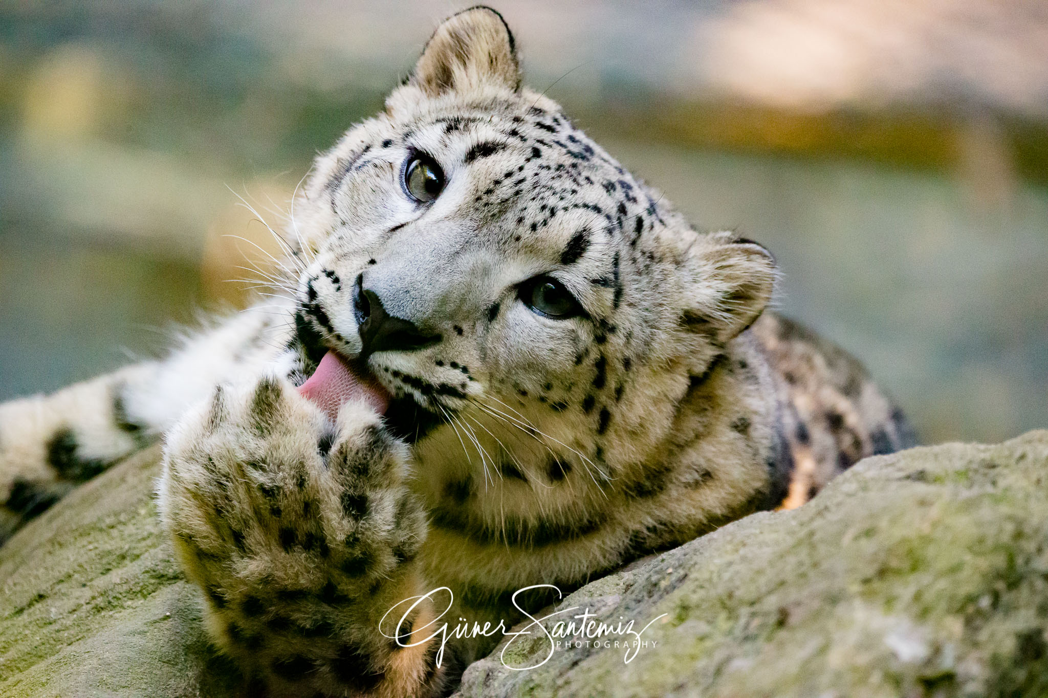 Schneeleopard im Tiergarten Nürnberg