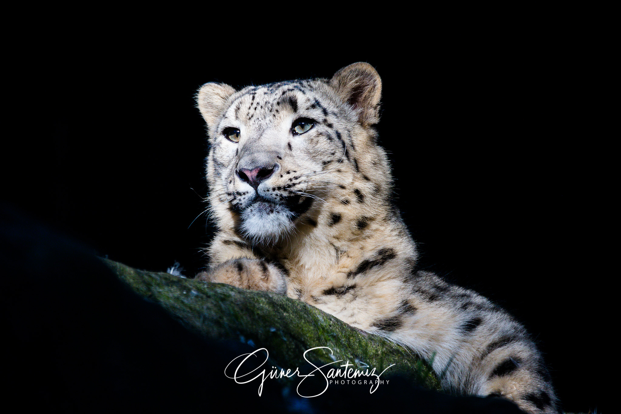 Schneeleopard im Tiergarten Nürnberg