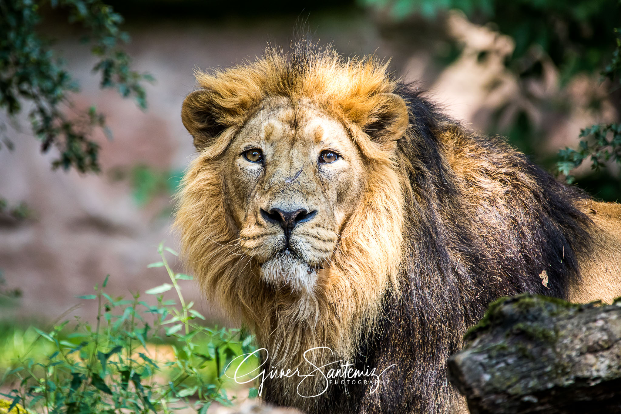 Löwe im Tiergarten Nürnberg