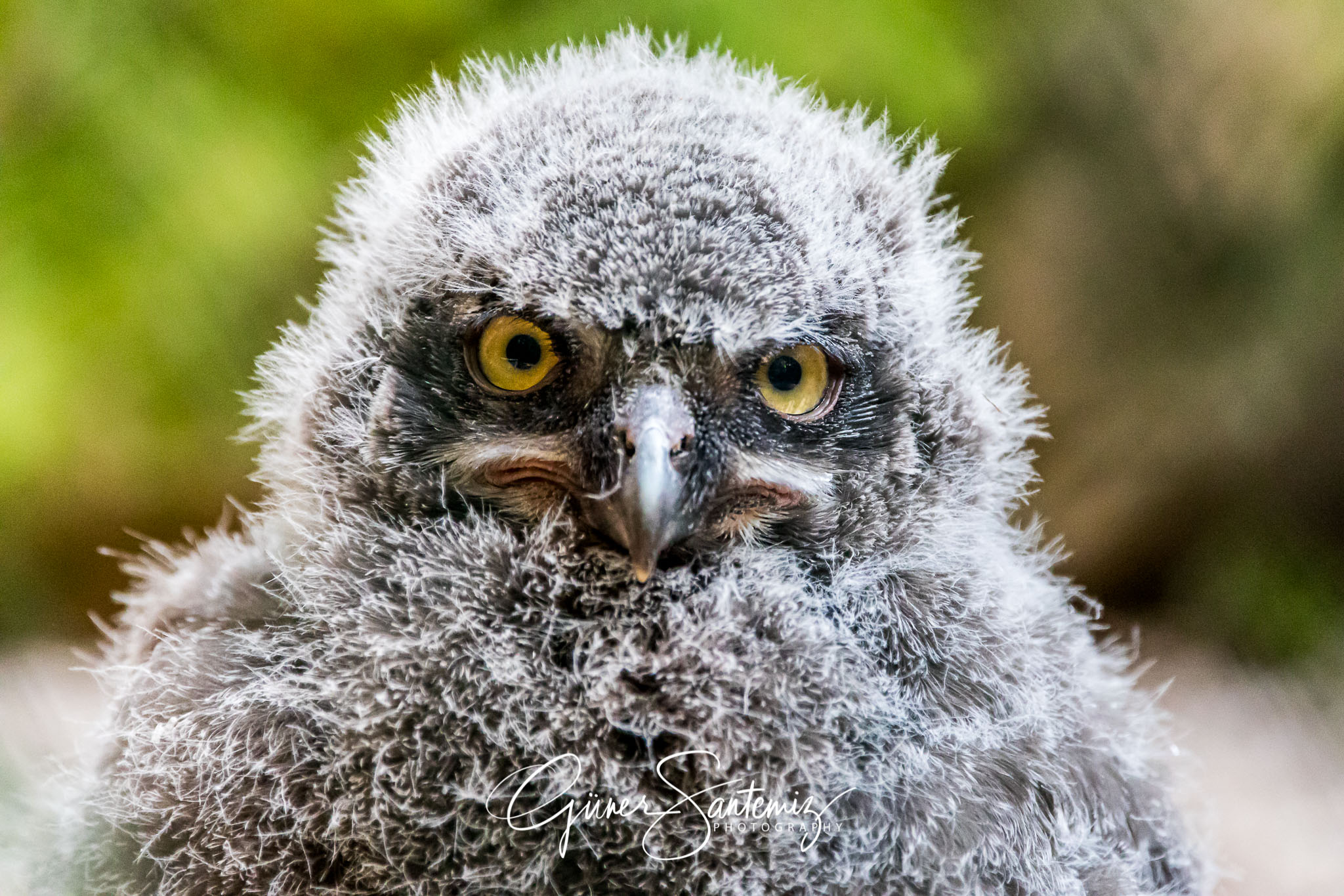 Schnee-Eule im Tiergarten Nürnberg