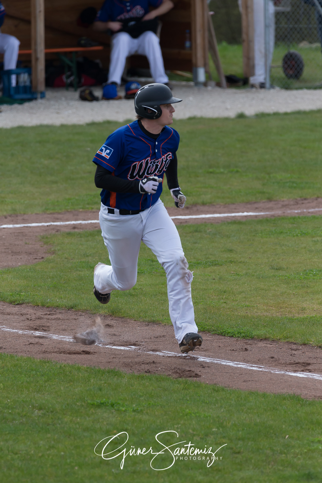 Baseball - Laufer Wölfe - Ingolstadt Schanzer